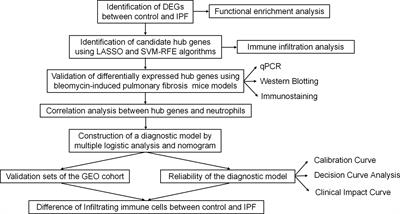 Identification of diagnostic hub genes related to neutrophils and infiltrating immune cell alterations in idiopathic pulmonary fibrosis